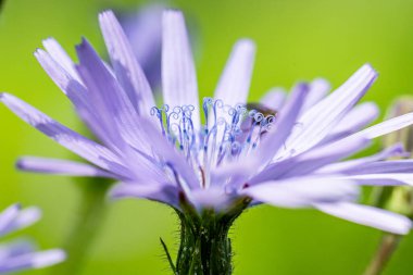 Cicerbita alpina Alpine Mavi-dişi devedikeni kıvırcık kadife