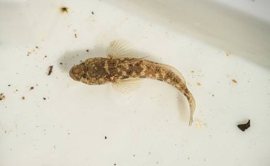 Küçük kahverengi balık sığ beyaz kabın içinde izole edilmiş.