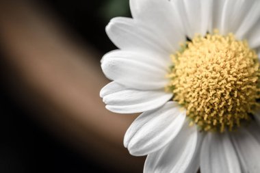 Tek bir beyaz papatya çiçeğinin uç makrosu