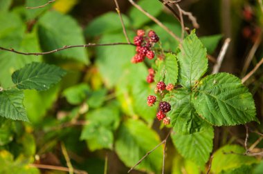 Not quite ripe blackberries on a bush