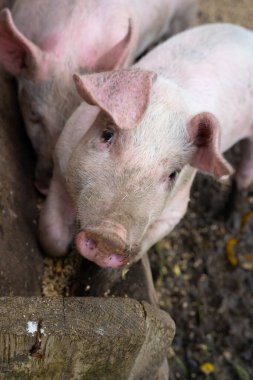Closeup of a hungry pig