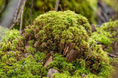 Ormanda yeşil yosunların detayları