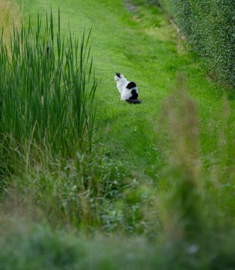 Çimenlikte bekleyen siyah beyaz kedi