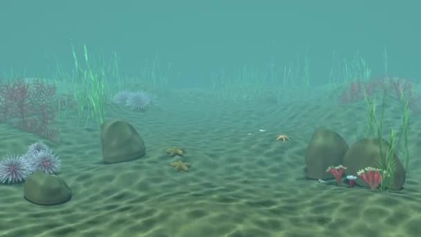 Underwater Scene Caustics Yellow Sand Rocks Underwater Plants Starfishes — Stock Video