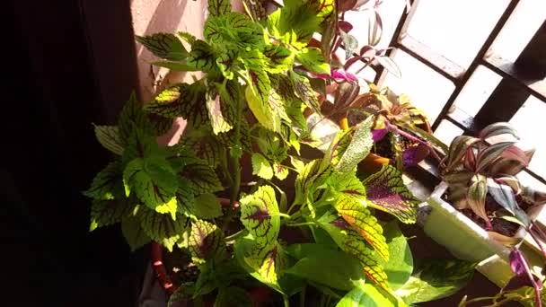 在室内用水喷洒和更新美丽植物 在阳光下在阳台盆栽植物 在阳光下在阳台盆栽植物的慢动作视频 — 图库视频影像