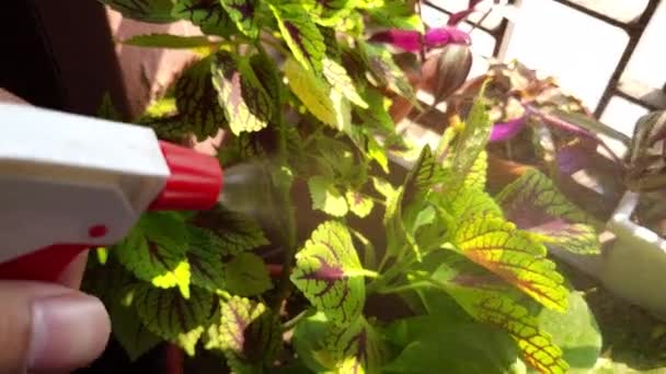 Zavřít Video Postřiku Osvěžující Krásné Rostliny Domě Vodou Rostliny Květináčích — Stock video