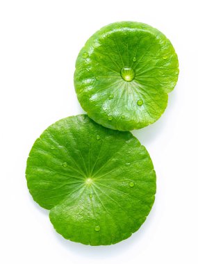 Centella asiatica yapraklarını kapat ve beyaz arkaplan görünümünde yağmur damlası izole et.