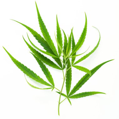 Green cannabis leaves with glass bottle of cannabis oil  reflection isolated on white background. Marijuana hemp .(Cannabis sativa or Cannabis indica)