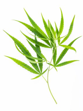 Green cannabis leaves with glass bottle of cannabis oil  reflection isolated on white background. Marijuana hemp .(Cannabis sativa or Cannabis indica)