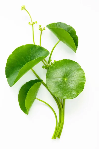 Close Centella Asiatica Foglie Con Goccia Pioggia Isolato Sfondo Bianco Immagini Stock Royalty Free