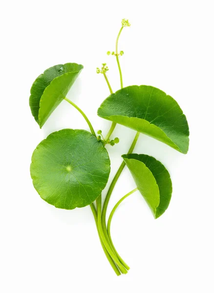 Close Centella Asiatica Φύλλα Σταγόνα Βροχής Απομονώνονται Λευκό Φόντο Πάνω — Φωτογραφία Αρχείου