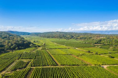 Vrbnik üzüm bağları, hava manzarası, Hırvatistan 'ın Krk Adası