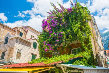 Hırvatistan 'ın Makarska kentindeki yeşil bina