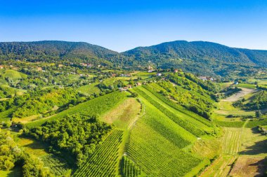 Hırvatistan 'ın Plesivica bölgesindeki üzüm bağlarının panoramik manzarası
