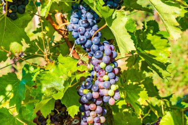 Yaz sabahı, Plesivica, Hırvatistan 'da bir üzüm bağında asılı duran üzümlerin yakın çekimi