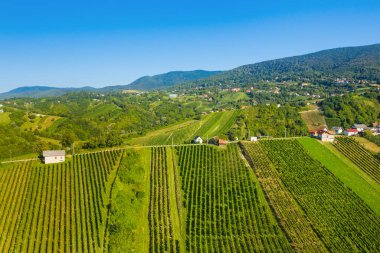 Hırvatistan 'ın Plesivica bölgesindeki tepelerdeki üzüm bağlarının insansız hava aracı görüntüsü