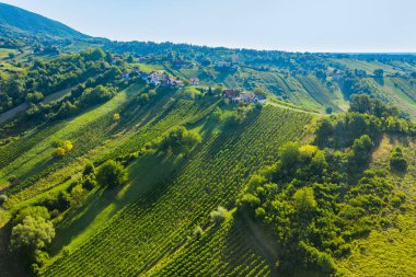Hırvatistan 'ın Plesivica bölgesindeki tepelerdeki üzüm bağlarının insansız hava aracı görüntüsü