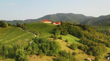 Hırvatistan 'ın Plesivica bölgesindeki üzüm bağlarının panoramik manzarası 
