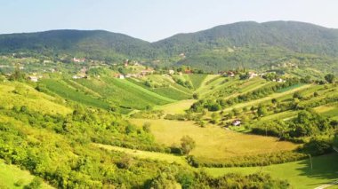 Hırvatistan 'ın Plesivica kentindeki pitoresk üzüm bağlarının panoramik manzarası, muhteşem Hırvat şarap bölgesi 