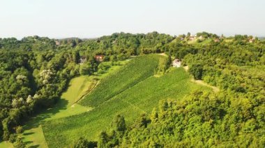 Hırvatistan 'ın Plesivica kentindeki pitoresk üzüm bağlarının panoramik manzarası, muhteşem Hırvat şarap bölgesi 
