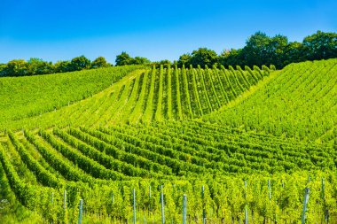 Hırvatistan 'ın Plesivica şarap bölgesindeki üzüm bağları ve insansız hava aracı manzarası