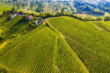 Hırvatistan 'ın Plesivica kentindeki pitoresk üzüm bağlarının panoramik manzarası, muhteşem Hırvat şarap bölgesi 