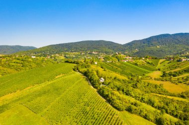 Hırvatistan 'ın Plesivica kentindeki pitoresk üzüm bağlarının panoramik manzarası, muhteşem Hırvat şarap bölgesi, cennet manzarası 