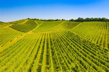 Hırvatistan 'ın Plesivica kentindeki pitoresk üzüm bağlarının panoramik manzarası, muhteşem Hırvat şarap bölgesi, cennet manzarası 