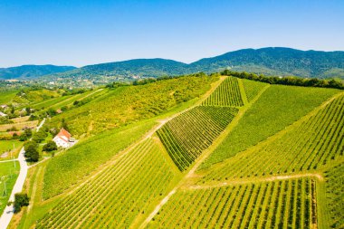 Hırvatistan 'ın Plesivica kentindeki pitoresk üzüm bağlarının panoramik manzarası, muhteşem Hırvat şarap bölgesi, cennet manzarası 