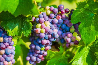 Hırvatistan 'ın Plesivica kentindeki üzüm bağında üzümler