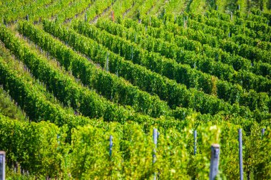 Hırvatistan 'ın Plesivica şarap bölgesindeki üzüm bağları