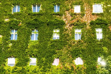 Hırvatistan 'ın Zagrep kentindeki eski yeşil sarmaşık kaplı bina