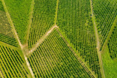 Hırvatistan 'ın Plesivica şarap bölgesindeki üzüm bağları ve insansız hava araçlarının tepeden görünüşü