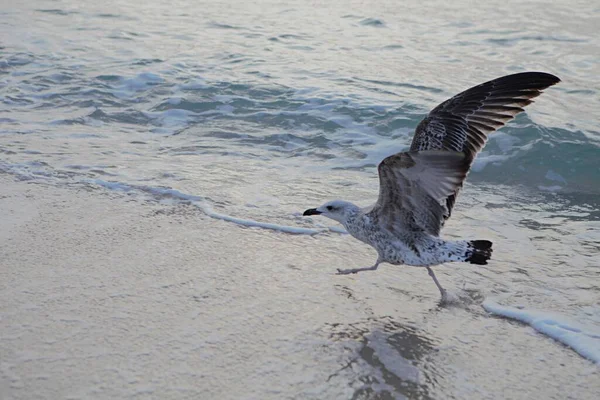 Seagull Runs Sand Seashore — Stock Photo, Image