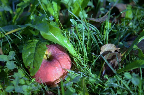 Ώριμα Κόκκινα Μήλα Στο Πράσινο Γρασίδι — Φωτογραφία Αρχείου