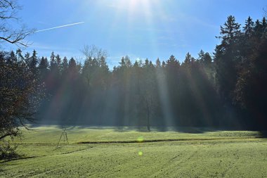 mixed forest and the rays of the sun in the fog