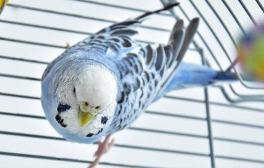  blue budgerigars in a cage