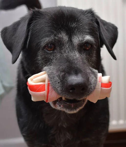 big black dog with a bone in his teeth