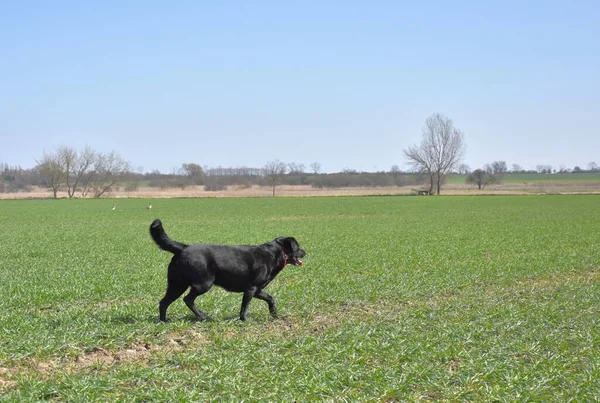 black big dog walks on a green field