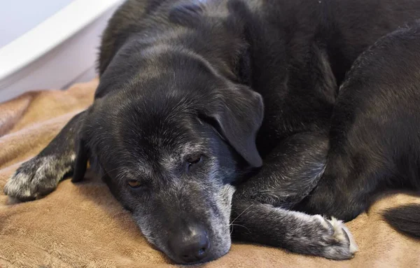Велика Чорно Сіра Собака Спить Ковдрі — стокове фото