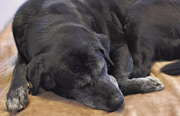 Velký Černý Šedý Pes Spí Přikrývce — Stock fotografie