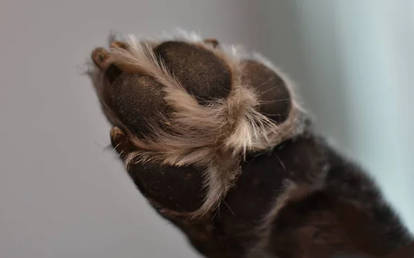 Dog Paw Gray Hair — Stock Photo, Image