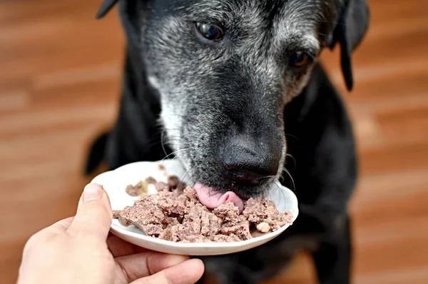 ソーサーから缶詰の肉を食べる犬 ロイヤリティフリーのストック画像