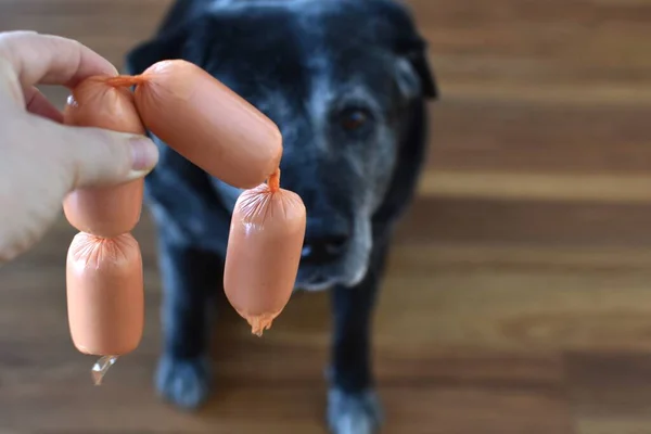 Una Mujer Sostiene Trozo Salchicha Frente Hocico Perro — Foto de Stock