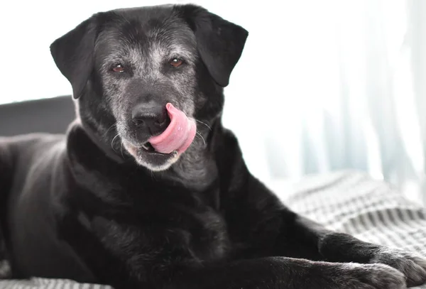 大きな黒い灰色の犬が嘘をつき唇をなめる ストック写真