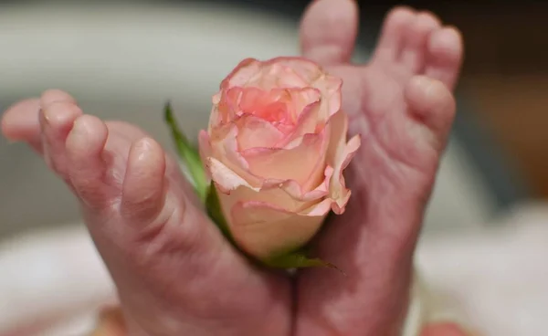 Ροζ Τριαντάφυλλο Και Γυμνά Πόδια Νεογέννητου Μωρού — Φωτογραφία Αρχείου