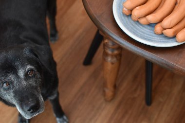 Büyük siyah bir köpek tabakta sosislerle masanın yanında duruyor.