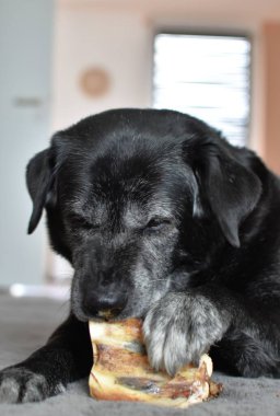Siyah köpek yalan söyler ve kurutulmuş sığır burnu kemirir.