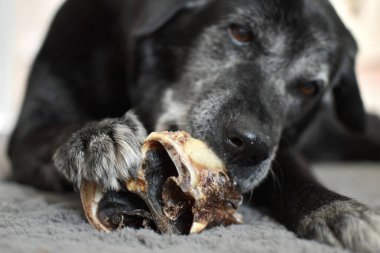 Siyah köpek yalan söyler ve kurutulmuş sığır burnu kemirir.