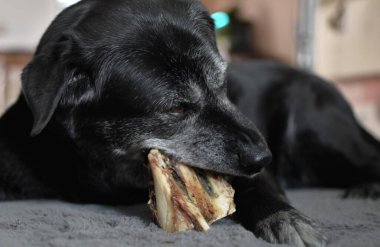 Siyah köpek yalan söyler ve kurutulmuş sığır burnu kemirir.
